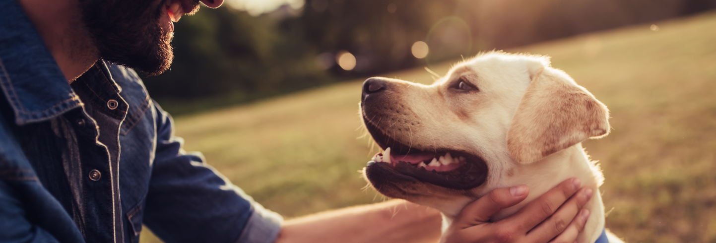 Glendale Pet Hospital