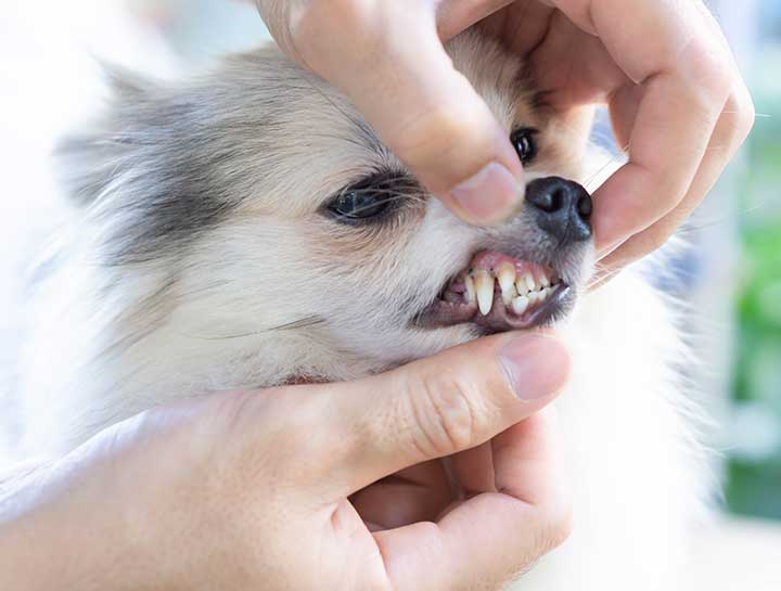 Glendale Pet Dentist